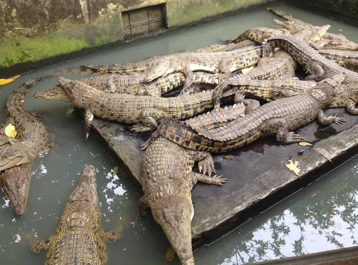 مزرعة التماسيح