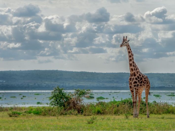 رحلة سفاري لا تُنسى في قلب البراري الأفريقية